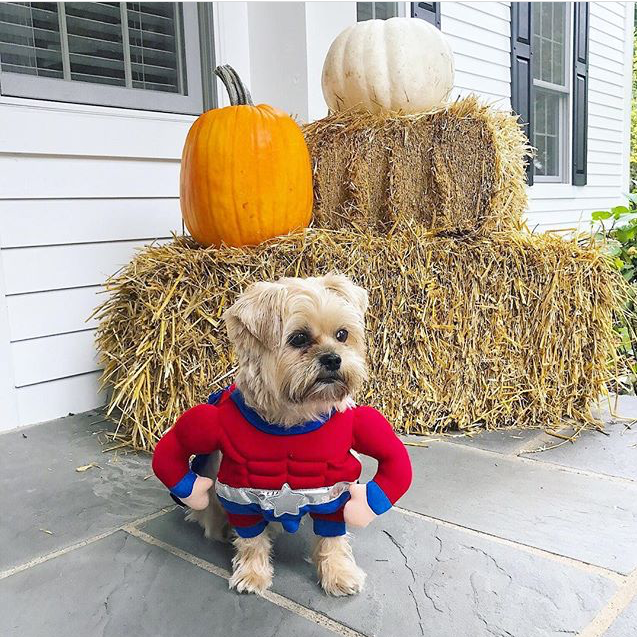 Puppy superhero costumes 2025